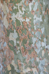 london plane tree.  platanus acerifolia. sycamore bark.