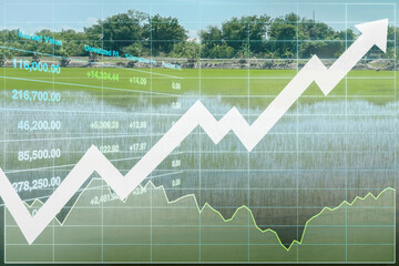 Stock financial index show successful investment on food production with graph, chart and arrow up symbol on rice field for presentation and report background.