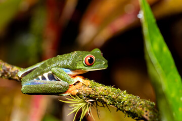 Red-eyed tree frog (Agalychnis callidryas), Beautiful iconic Green frog with red eyes sits on a red leaf in the tropics. Refugio de Vida Silvestre Cano Negro, Costa Rica wildlife.