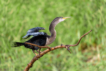 Tropical bird Snakebird, darter, American darter, or water turkey, (Anhinga anhinga). Refugio de Vida Silvestre Cano Negro, Wildlife and birdwatching in Costa Rica.
