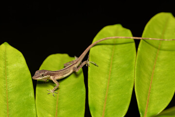 Cute lizard Anolis limifrons on green leaf, Refugio de Vida Silvestre Cano Negro, Costa Rica wildlife