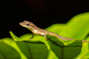 Cute lizard Anolis limifrons on green leaf, Refugio de Vida Silvestre Cano Negro, Costa Rica wildlife