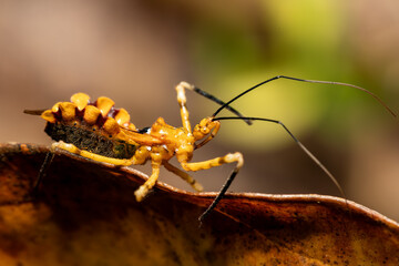 Assassin bugs, The Reduviidae sp. is a large cosmopolitan insect family of the order Hemiptera (true bugs). Analamazaotra National Park, Madagascar wildlife animal