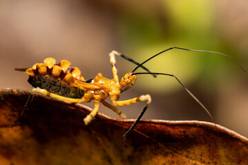 Assassin bugs, The Reduviidae sp. is a large cosmopolitan insect family of the order Hemiptera...