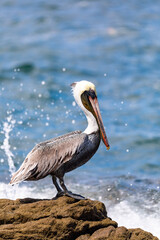 Brown pelican (Pelecanus occidentalis) against pacific ocean waves. Ocotal Beach, Wildlife and birdwatching in Costa Rica.
