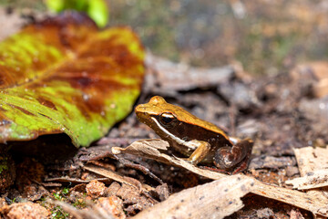 Small endemic frog Brown Mantella (Mantidactylus melanopleura), species of small frog in the Mantellidae family. Andasibe-Mantadia National Park. Madagascar wildlife animal