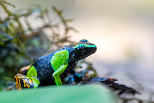 Mantella baroni (known as Baron's mantella, the variegated golden frog, or the Madagascar poison frog. Poisonous endemic frog in the family Mantellidae. Reserve Peyrieras Madagascar wildlife animal