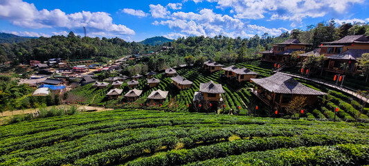 Tea plantation