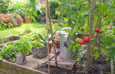 pe tomatoes in a little vegetable garden with basil and plants in metal pot