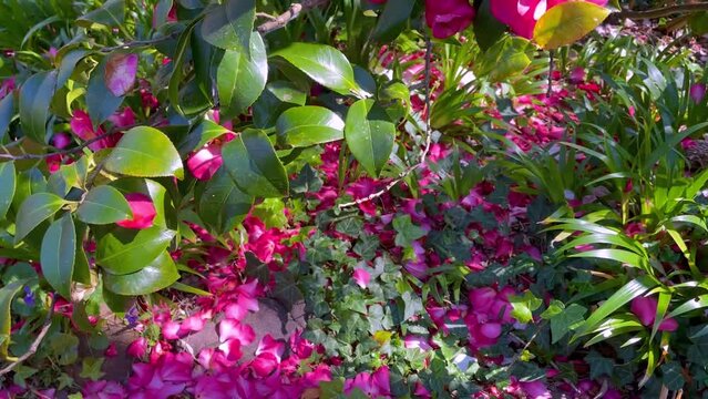 HD Video-Panning up and down closeup to a camellia japonica bush in full bloom with gorgeous red and pink flowers on a sunny day in late winter with some petals falling to the ground-Sydney, Australia