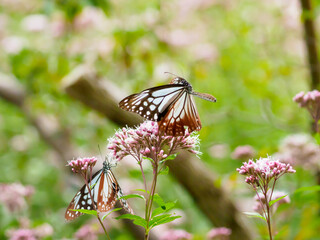 夏の終わりを感じるアサギマダラの飛翔