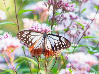 夏の終わりを感じるアサギマダラの吸蜜