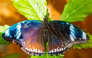 Macro of Hypolimnas bolina, common eggfly butterfly on a sunny summer day