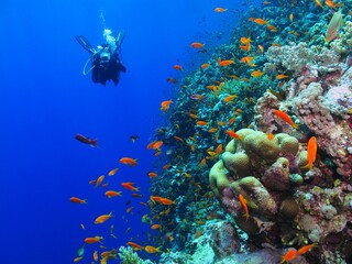 Underwater photographer during diving with red fish on the tropical coral reef. Scuba diver...