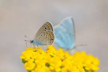 tiny butterfly on yellow flower, Turanana endymion