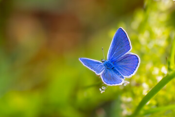 butterfly with gorgeous blue wings