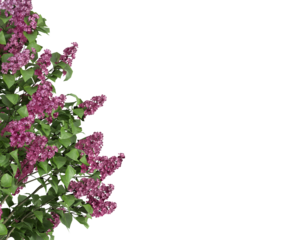 lilac flowers isolated on white