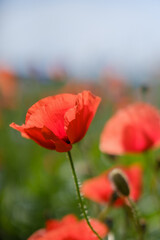 Obraz premium Red poppy flowers in a wild field. Bright poppies in the spring meadow. Beautiful red poppy flowers grow in the field.