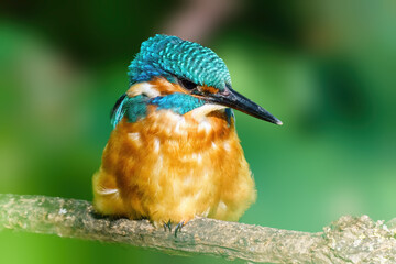 Common Kingfisher (Alcedo atthis) male watching river for prey, taken in the UK