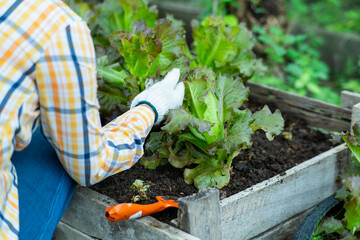 Young Asian woman farmer working in organic garden vegetables. Woman picking fresh lettuce in garden. Curly green leaves of green lettuce growing in a garden.
