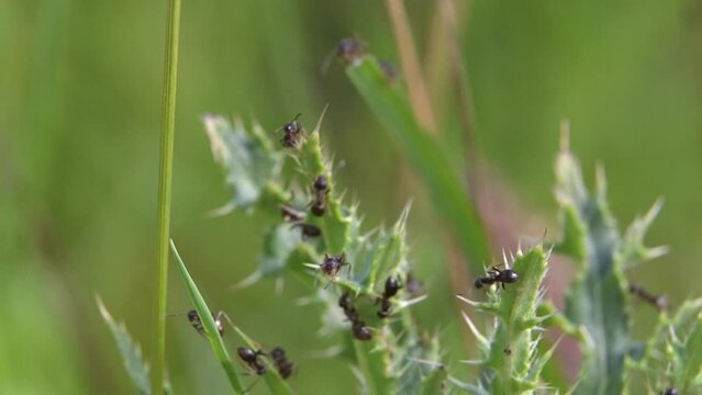 Black Garden Ants (Lasius niger) winged females emerging on a 'flying ant day', early August, Kent, UK . [Slow motion x5]