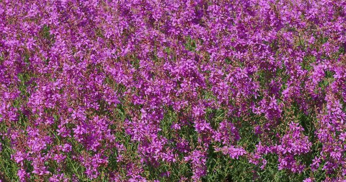 (Lythrum virgatum) Clumps of pink star-shaped flowers of European wand loosestrifes in spikes cultivated as a garden ornamental 
