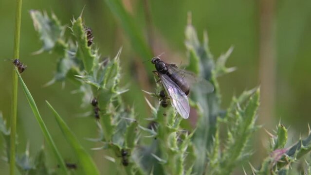 Black Garden Ants (Lasius niger) winged females emerging on a 'flying ant day', early August, Kent, UK . [Slow motion x5]