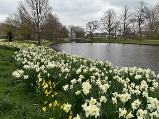 Fototapeta premium Beautiful view of daffodil flowers growing near river outdoors