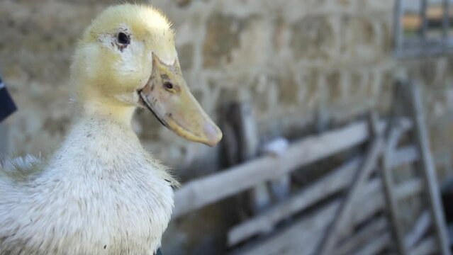 Quacking duckling portrait