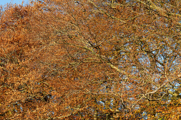 Autum coloured leaves on Beech trees Fagus sylvatica in woodland