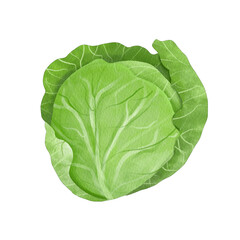 Obraz premium Cabbage Sketch Vegetable