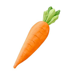 Carrot Sketch Vegetable