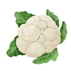 Cauliflower Sketch Vegetable