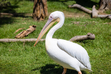 Fototapeta na wymiar White Pelican in the park