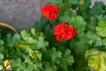 Flowers and colours of Himachal Pradesh, India