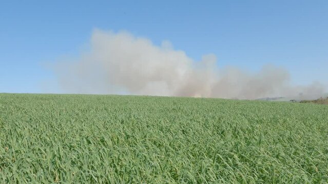 Burning smoke under a forage oat plantation field