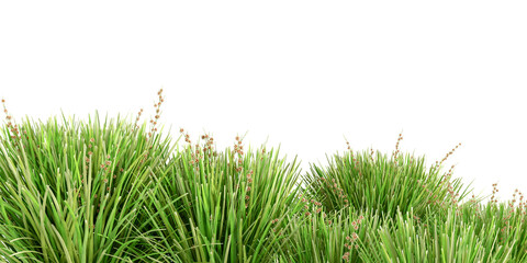 Close up green grass isolated on white