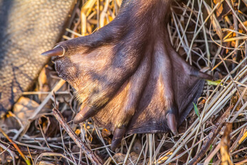 Photograph of European beaver (Castor fiber) hind leg. Webbing for swimming, powerful claws for...