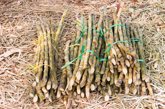 Bundles of cut bamboo. Thailand