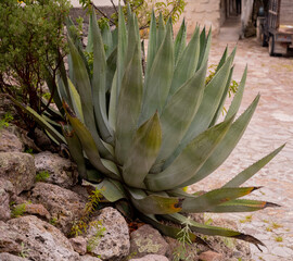 Agave sobre piedra diagonal