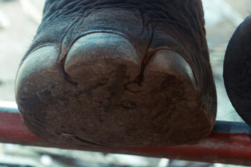 Largest land animal. Indian Elephant foot, hoof, corn formation, unguis. Elephant has 5 outher...
