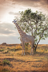 Wild African Giraffe at sunrise - obrazy, fototapety, plakaty