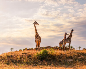 Naklejka na ściany i meble Wild African giraffes at sunrise