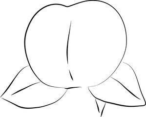peach sketch