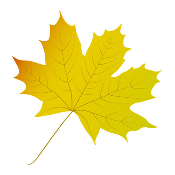 Autumn maple leaf isolated on a white background. Vector illustration