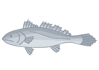 물고기 민어 손그림 일러스트