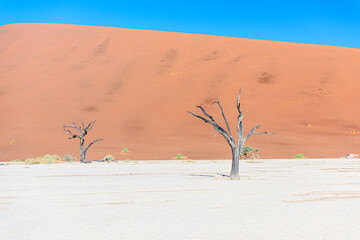 Camel thorn trees in the clay pan of Deadvlei, at Soussusvlei, Namibia