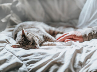 Sleeping grey small cat and hand of an old woman on a bed. Soft and airy look. Selective focus....