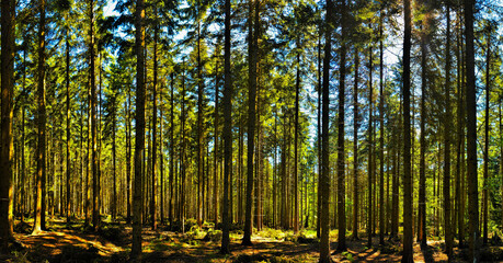 Obraz premium In a coniferous forest in the summer