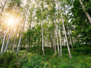 Obraz na płótnie Canvas Birch tree forest. Nature background scene. Beautiful trees and green bush. Relaxing view.